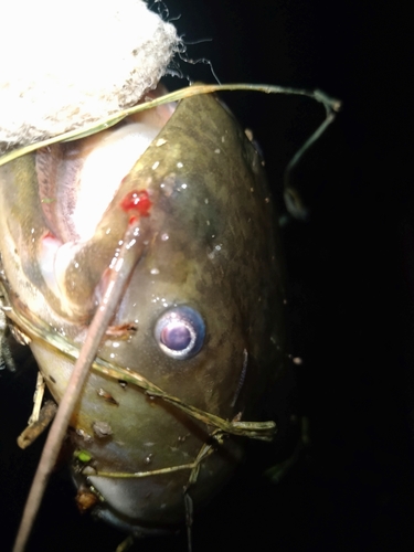 ナマズの釣果