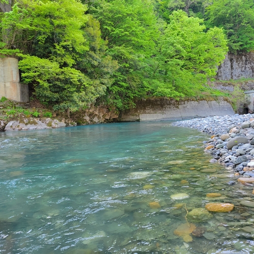 イワナの釣果