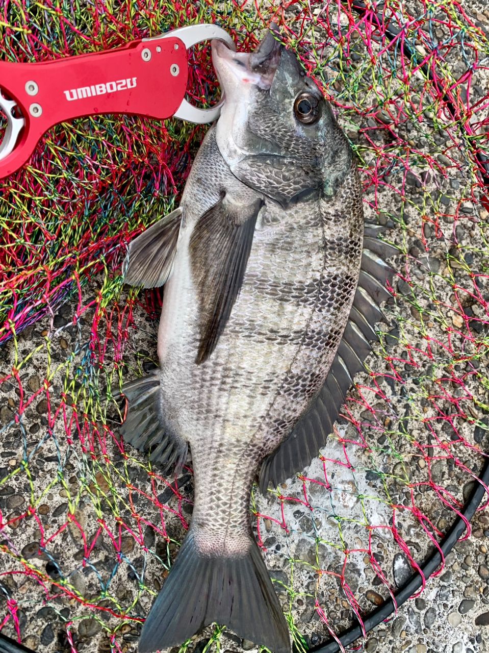 コナツ2015さんの釣果 1枚目の画像