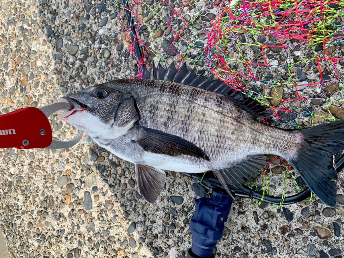 コナツ2015さんの釣果 2枚目の画像