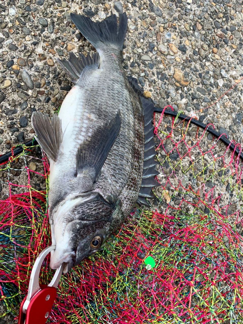 コナツ2015さんの釣果 3枚目の画像