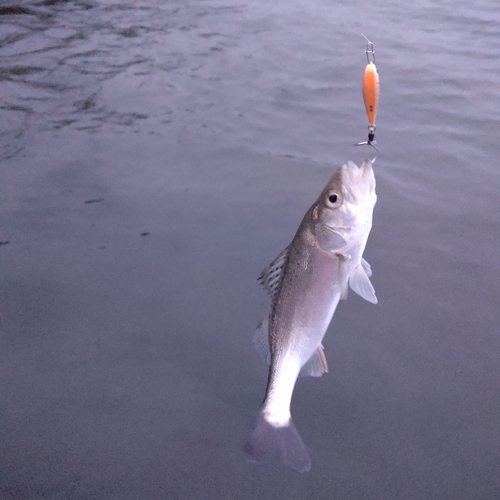 セイゴ（マルスズキ）の釣果