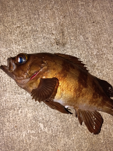 メバルの釣果