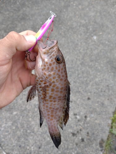 オオモンハタの釣果