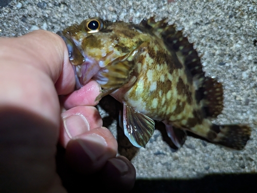 カサゴの釣果