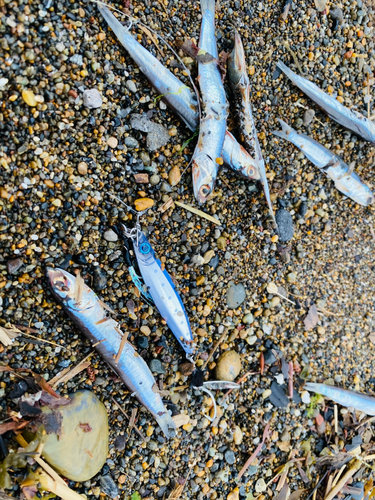 イワシの釣果