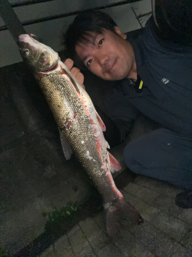 ウグイの釣果