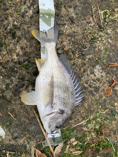 キビレの釣果