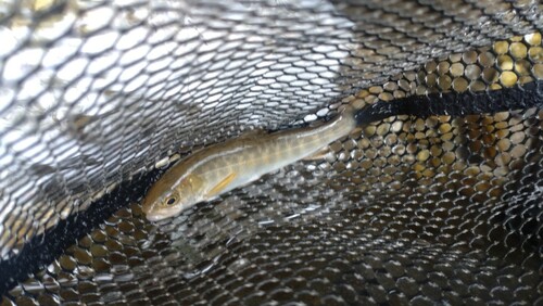 ニッコウイワナの釣果