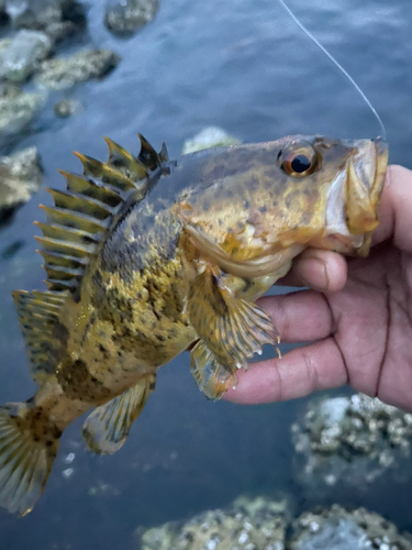 タケノコメバルの釣果