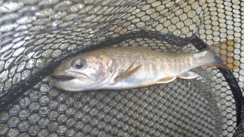 ニッコウイワナの釣果