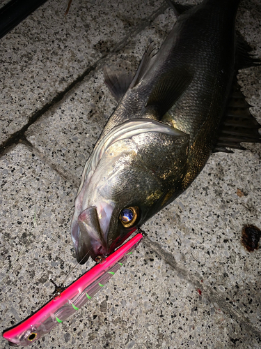 シーバスの釣果