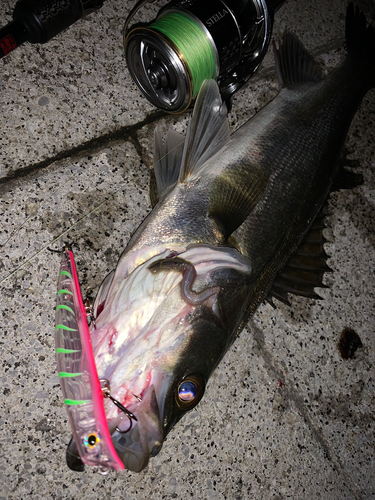 シーバスの釣果