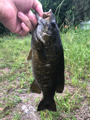 スモールマウスバスの釣果