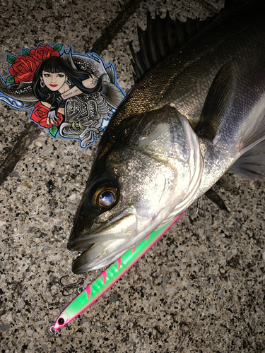 シーバスの釣果