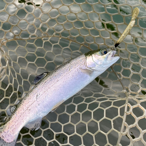 ニジマスの釣果