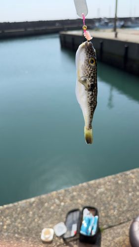 クサフグの釣果