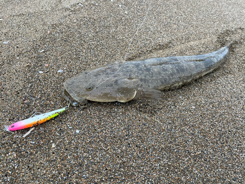 マゴチの釣果