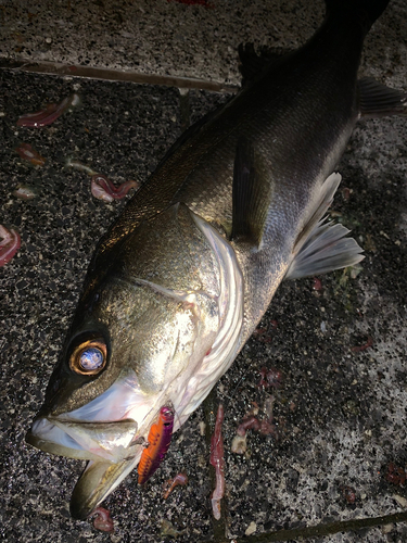 シーバスの釣果