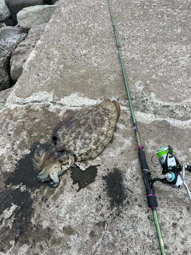 モンゴウイカの釣果