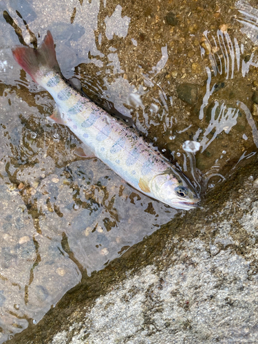 ヤマメの釣果