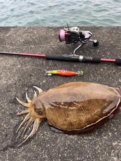 モンゴウイカの釣果