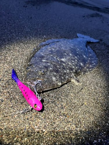 ヒラメの釣果