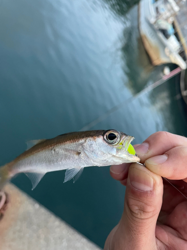 ムツの釣果