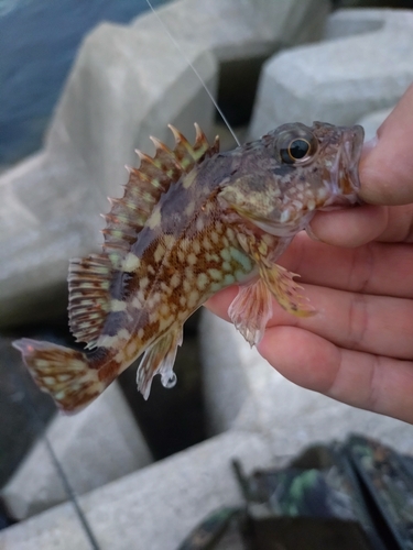 カサゴの釣果