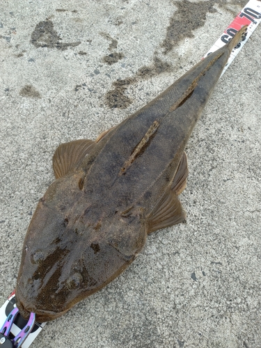 コチの釣果