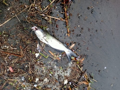 アメリカナマズの釣果