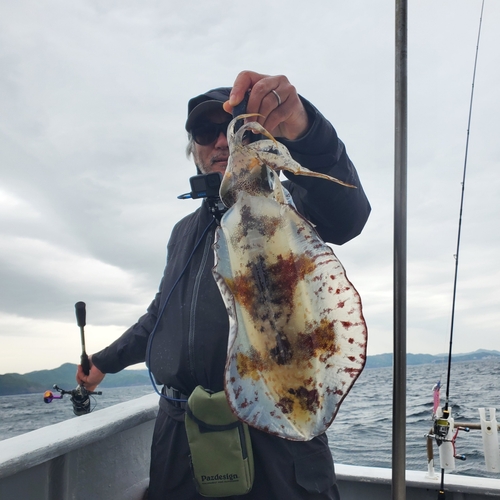 アオリイカの釣果