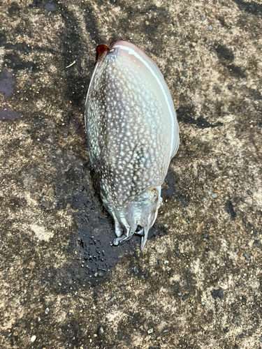 シリヤケイカの釣果