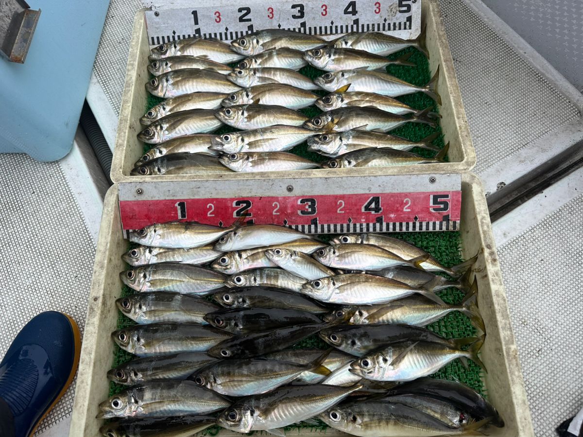 boat angler osetoさんの釣果 2枚目の画像