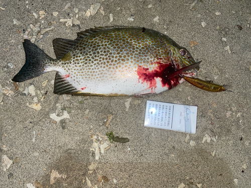 ゴマアイゴの釣果