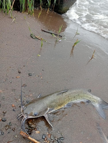 アメリカナマズの釣果