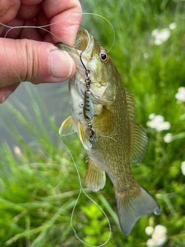 スモールマウスバスの釣果