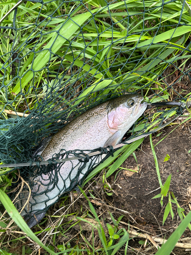 ニジマスの釣果