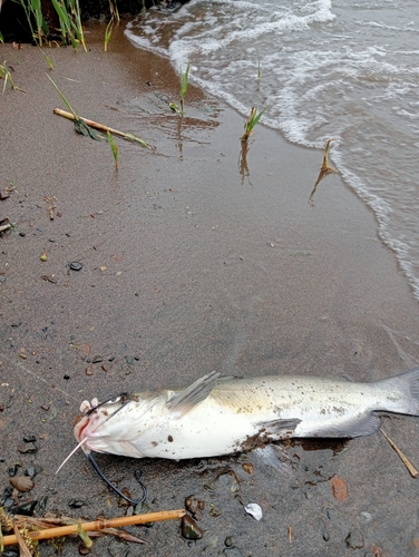 アメリカナマズの釣果