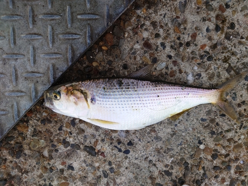 コノシロの釣果