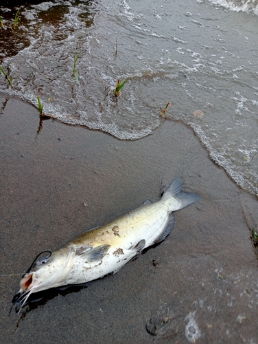 アメリカナマズの釣果