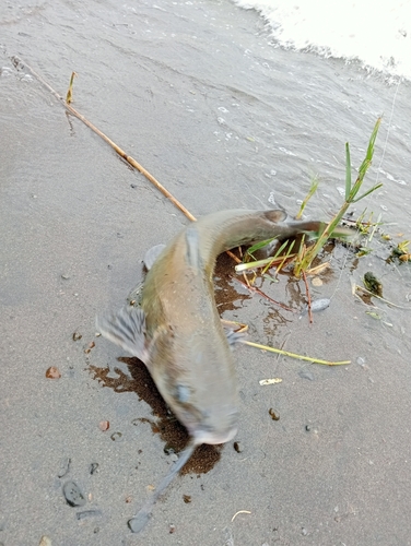 アメリカナマズの釣果