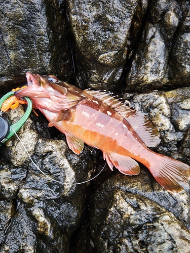 アカハタの釣果