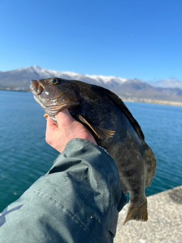 アブラコの釣果