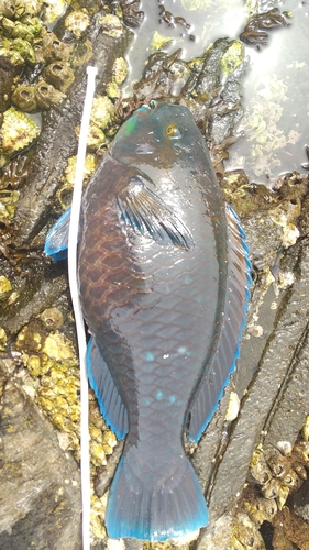 ブダイの釣果