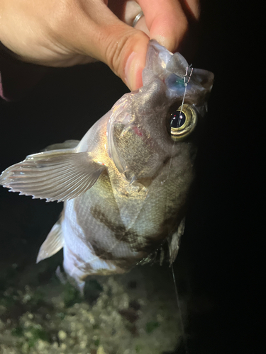 シロメバルの釣果