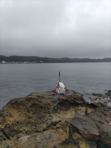 クチブトグレの釣果