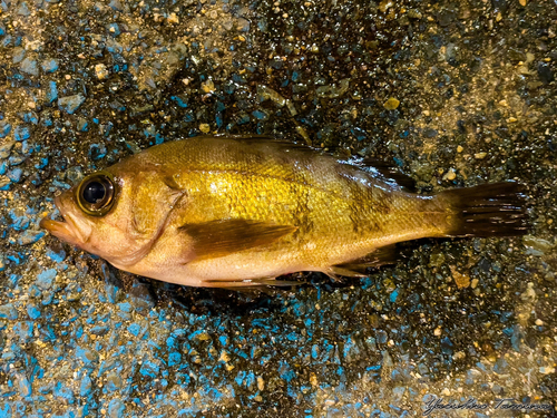 シロメバルの釣果