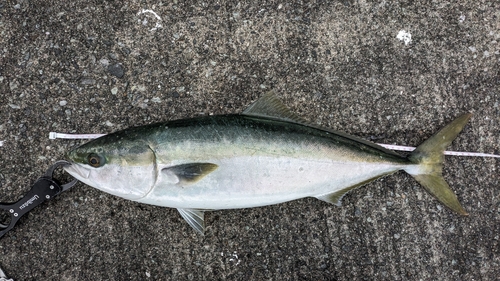 ハマチの釣果