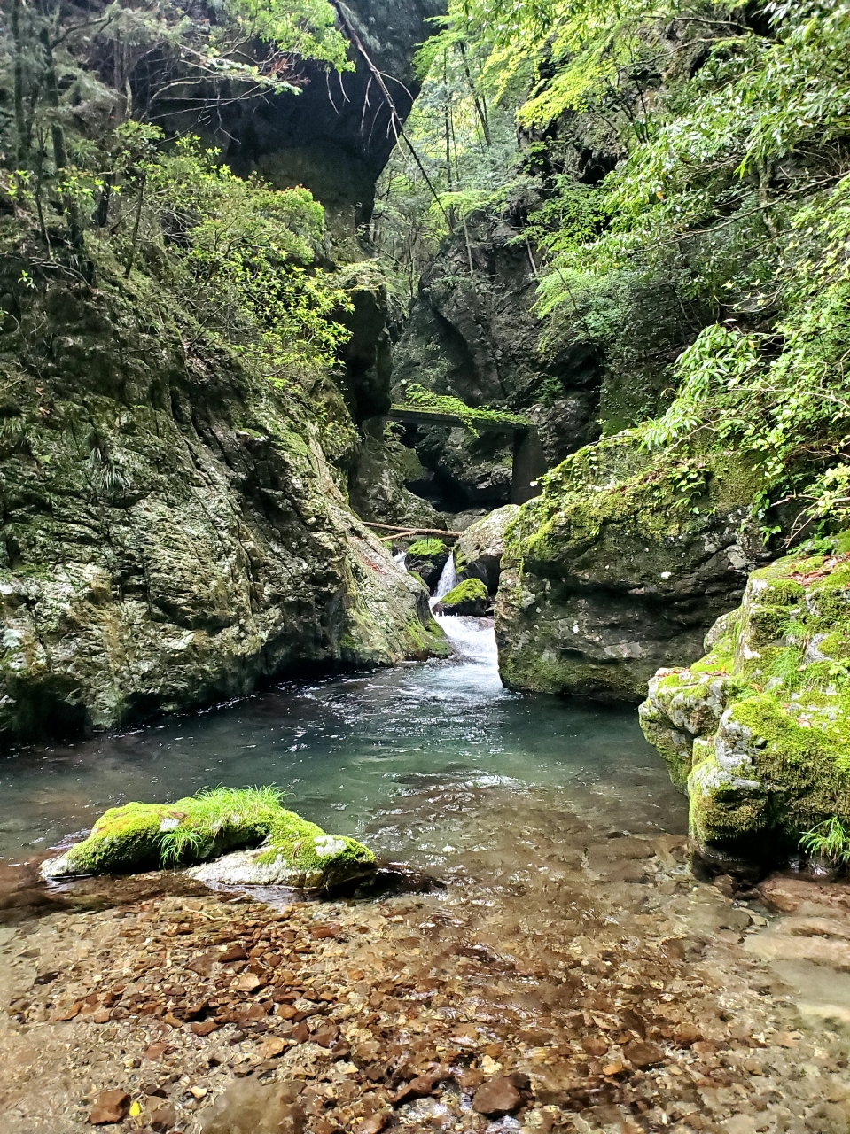 イワナ